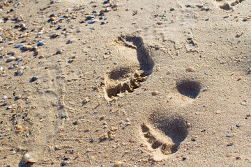 Footprints in the sand