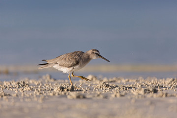 Sandpiper birds at the seashore feathering and foraging in a  peaceful morning bird watching scene
