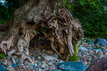 Huge tree roots in a rocky beach during sunset.