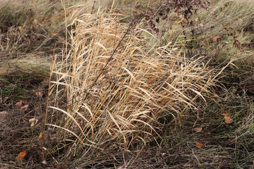 Dry grass in autumn