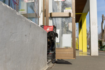 Dog in petshop