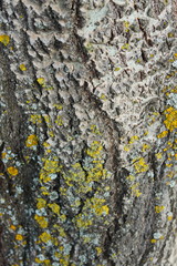 tree bark texture