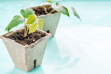 a plants in a peat pot on a turquoise background. Earth Day