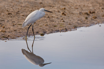 foraging little egret in the low tide shallow water blue sea in a morning sunrise tranquil scene