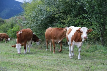 Fototapeta na wymiar Cow herd and shepherd,Artvin/Savsat