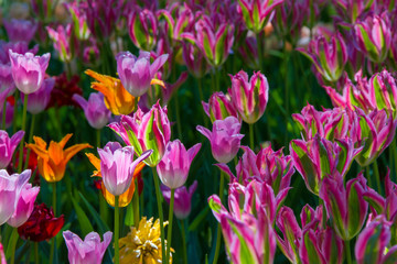 Many bright multi-colored tulips