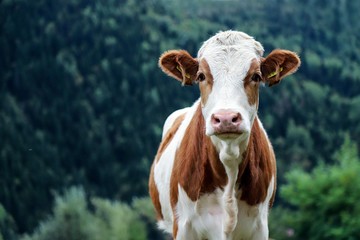 Cow herd and shepherd,Artvin/Savsat