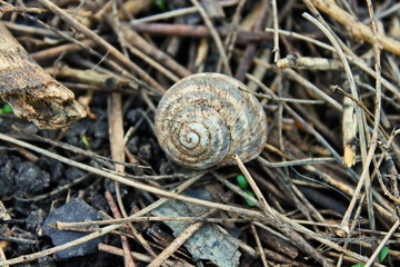 snail on grass
