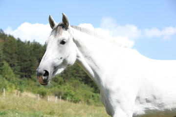 Fototapeta na wymiar Amazing horse with short mane on pasturage