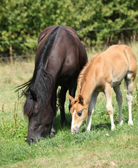 Beautiful mare with foal eating on pasturage