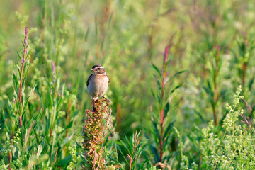 Braunkehlchen auf einer Sitzwarte