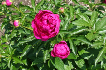 Half opened magenta colored flowers of peony