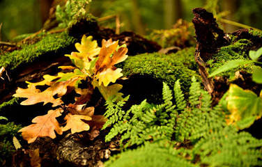 Stilleben im Herbstwald