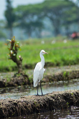 Fototapeta premium Close up of a white stork or Ciconia ciconia on a green natural background