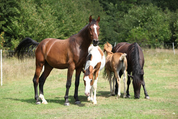 Batch of horses on pasturage, together