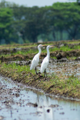 Fototapeta premium Close up of a white stork or Ciconia ciconia on a green natural background