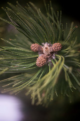 Piñas Pino