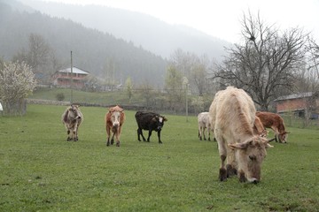 Cow herd and shepherd,Artvin/Savsat