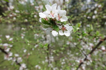 Simple white flowers of Prunus tomentosa in spring