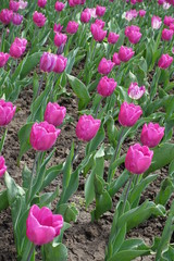Florescence of pink tulips in mid April