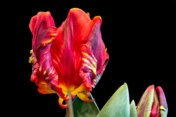 Fine art still life bright colorful macro fantasy of a single isolated parrot tulip blossom in surrealistic/fantastic realism style with pop-art rainbow colors with leaves and bud on black background