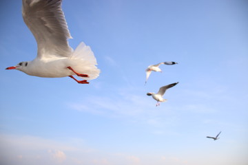 Seagulls