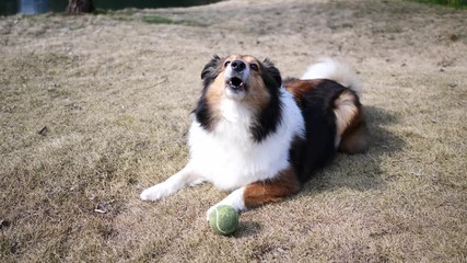 Dog barking on grass field waiting for the throw ball, 4K movie, slow motion