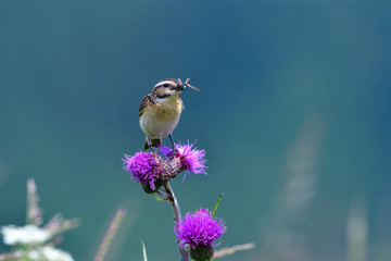 Braunkehlchen auf einer Sitzwarte