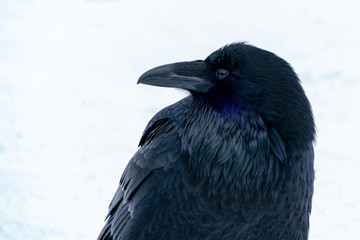 Raven close up in the snow