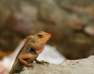 Eye level view of a brown chameleon with black spots, perched on a rock. These species come in a range of colors, and many species have the ability to change color.