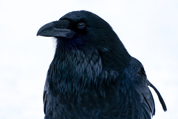 Raven close up in the snow