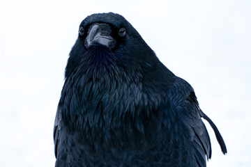 Raven close up in the snow