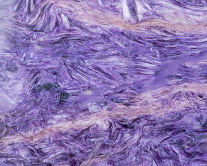 Obraz premium Top grade Charoite polished slab from Sakha Republic, Siberia, Russia like art background, texture. Charoite Jade.