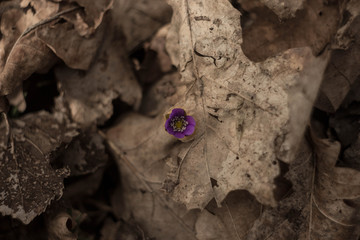 Spring is here © Kacper
