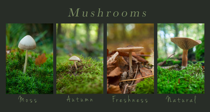 closeup of mushrooms in the forest - collage with text