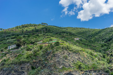 Fototapeta na wymiar Italy, Cinque Terre, Monterosso, a close up of a lush green hillside