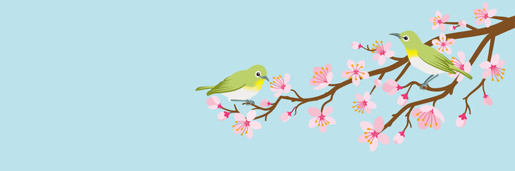 Two small birds perch on cherry blossom branch -Zosterops japonicas, Header ratio