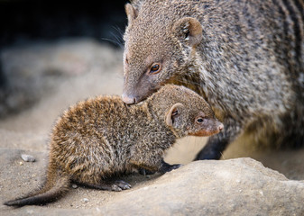Naklejka na ściany i meble banded mongoose (Mungos mungo)