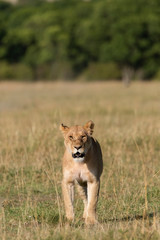 A male lion sitting relaxedly in the plains of Africa inside Masai Mara National Park during a wildlife safari