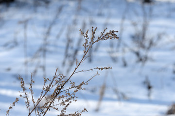 Dry grass on a sunny winter morning on a background of white snow close up
