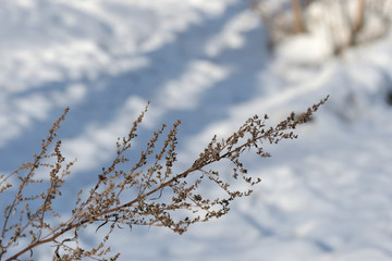 Dry grass on a sunny winter morning on a background of white snow close up