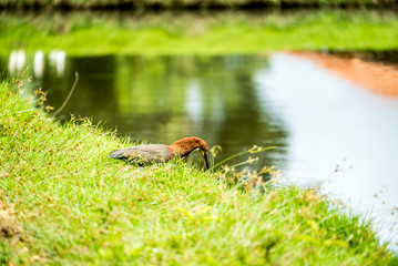 bird in the green