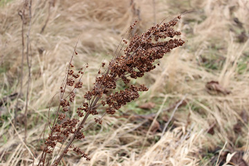 Dry sprig of grass in autumn