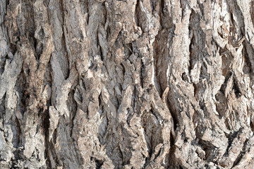 Tree bark illuminated by the sun texture background close up