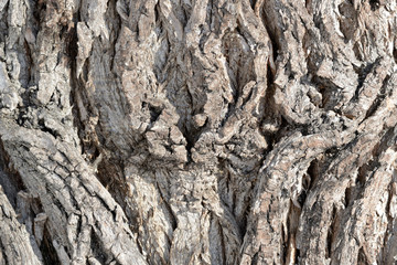 Tree bark illuminated by the sun texture background close up