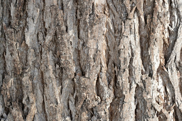 Tree bark illuminated by the sun texture background close up
