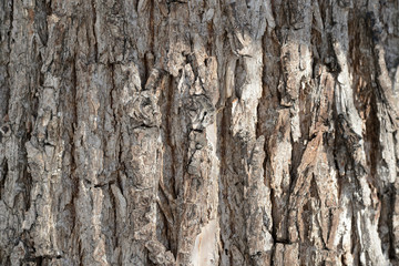 Tree bark illuminated by the sun texture background close up