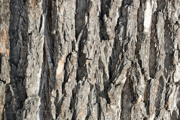Tree bark illuminated by the sun texture background close up