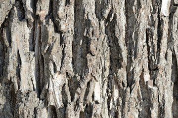 Tree bark illuminated by the sun texture background close up