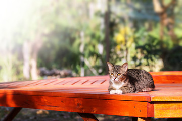 Beautiful tabby cat sitting on balcony , terrace with sunlight reflection.